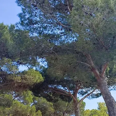 Domaine Residentiel De Plein Air Odalys La Pinede 3* 阿格德