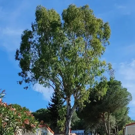 营地 Domaine Residentiel De Plein Air Odalys La Pinede 3*